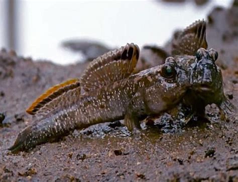 The frog-like eyes are able to move independently from one another, thus giving this fish amazing peripheral vision. . Mudskipper for sale